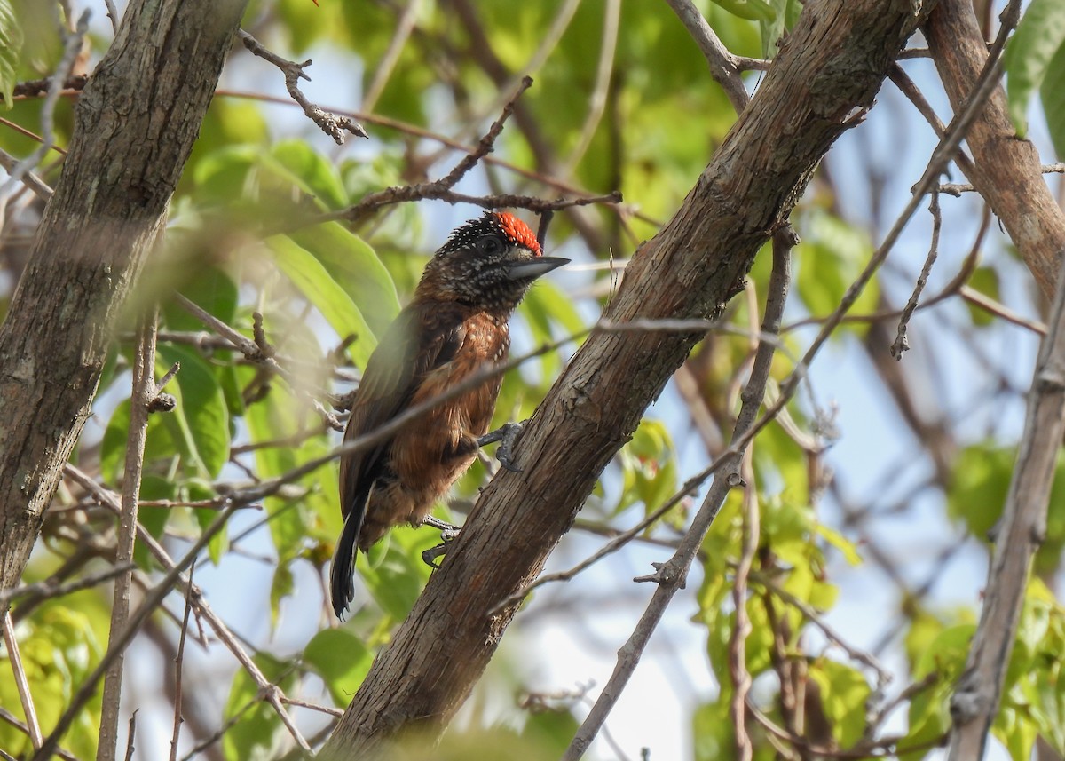 Spotted Piculet - ML614604024