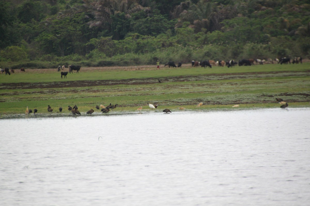 Malagasy Pond-Heron - ML614604235