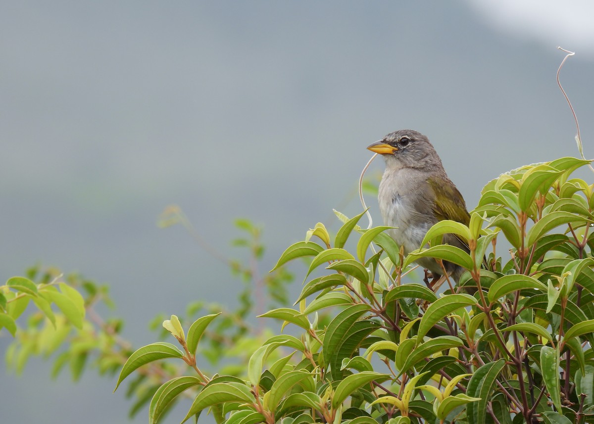 Pale-throated Pampa-Finch - Arthur Gomes
