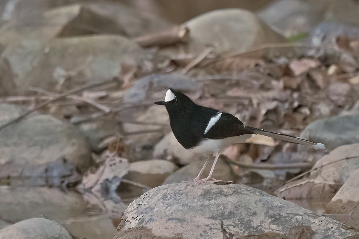 White-crowned Forktail - ML614604259