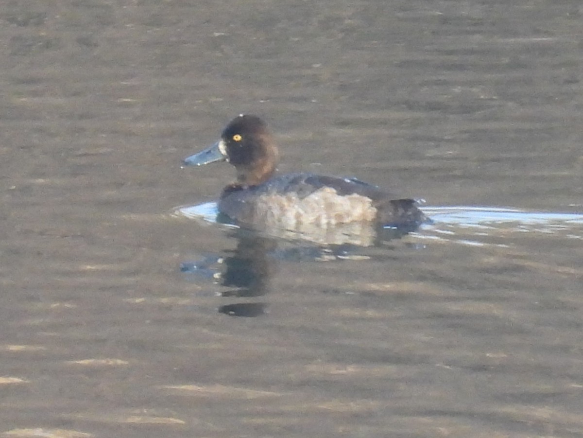 Greater Scaup - ML614604404