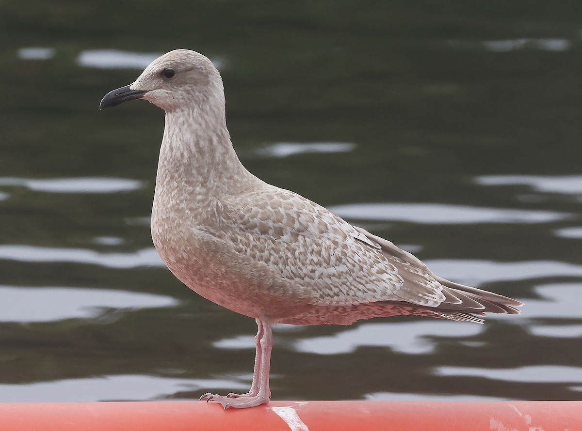 Iceland Gull (Thayer's) - Cachuma Lake