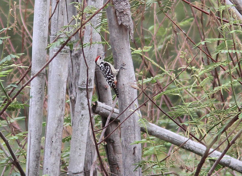 Freckle-breasted Woodpecker - Petri Salakka