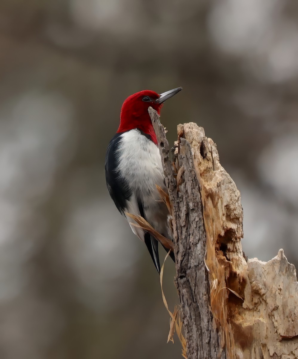 Red-headed Woodpecker - Lori White