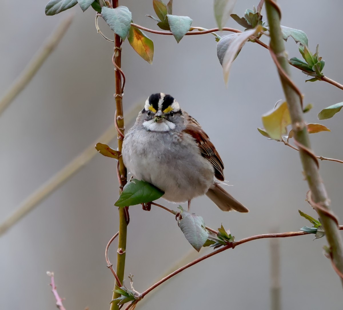 White-throated Sparrow - ML614604492