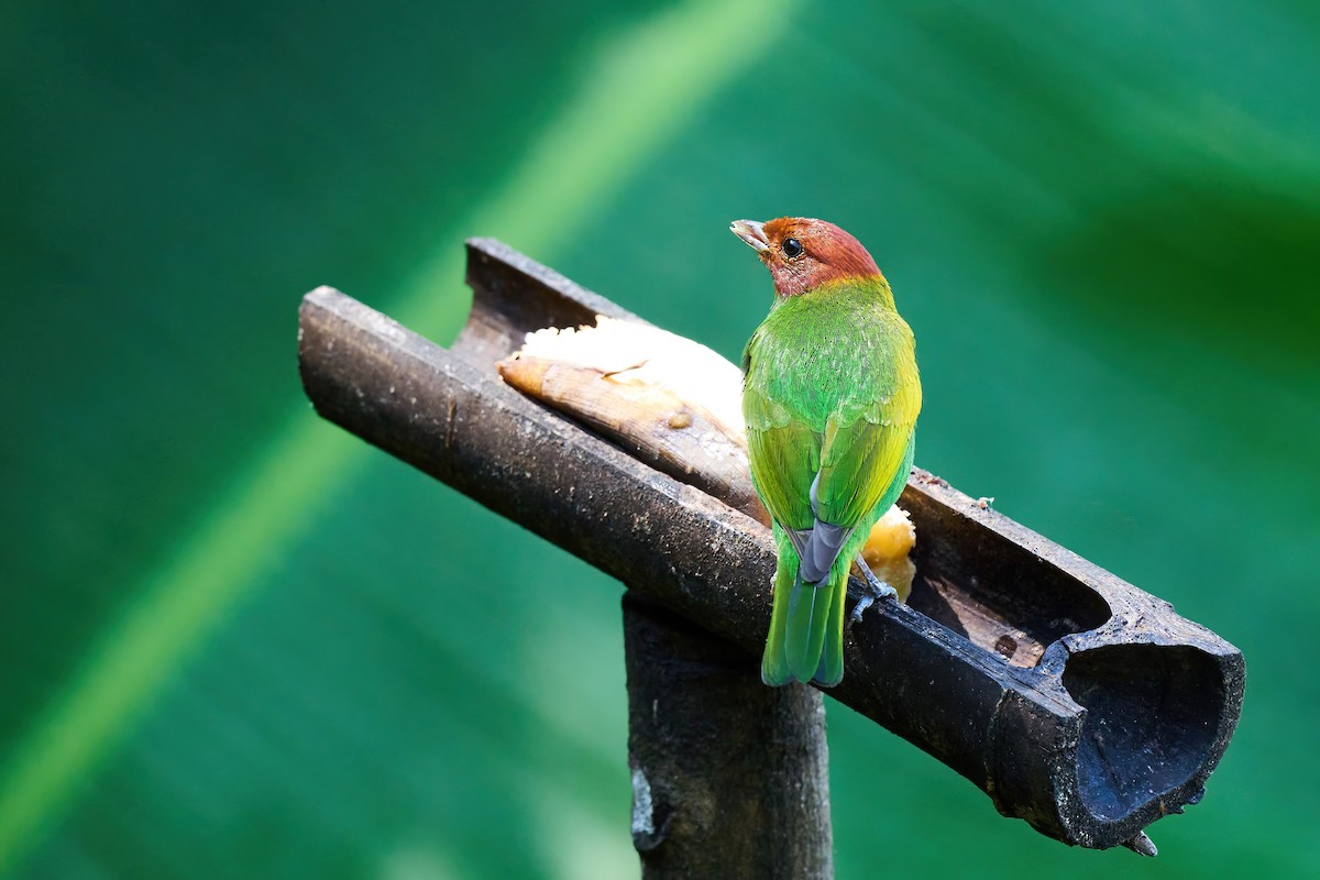 Bay-headed Tanager (Bay-and-green) - ML614604563