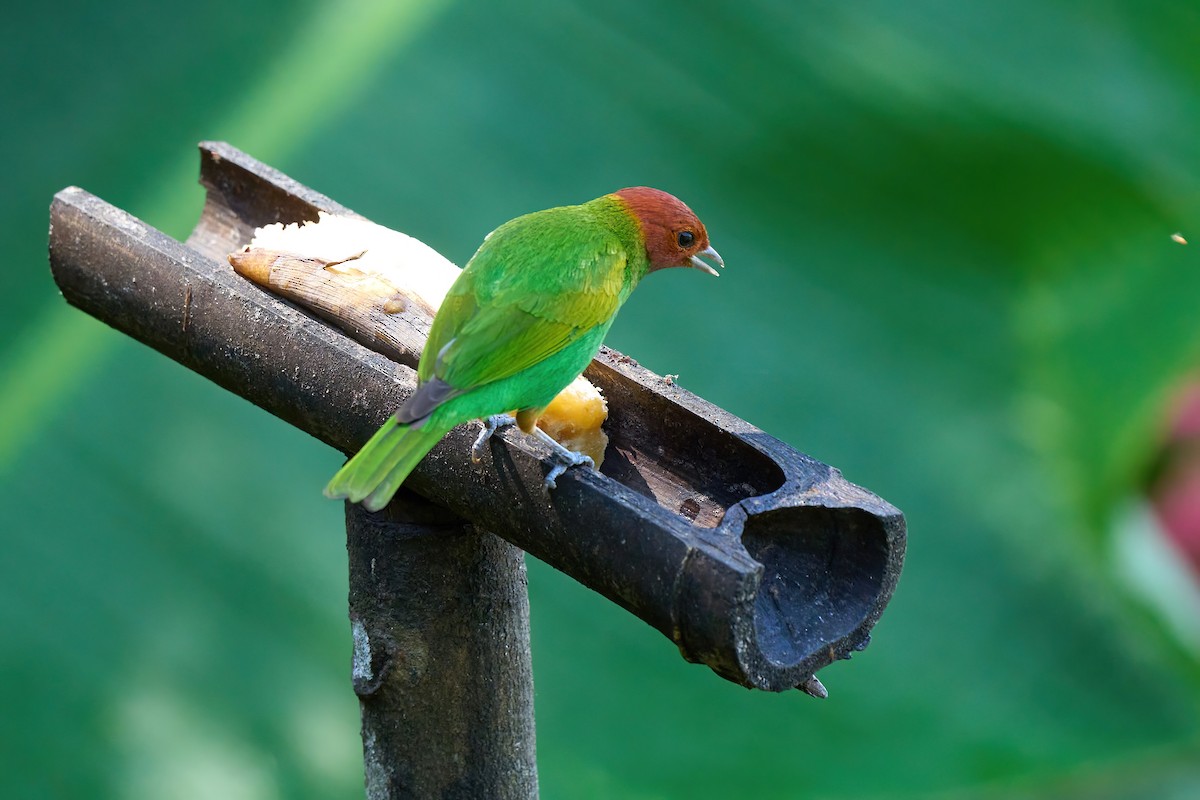Bay-headed Tanager (Bay-and-green) - ML614604564