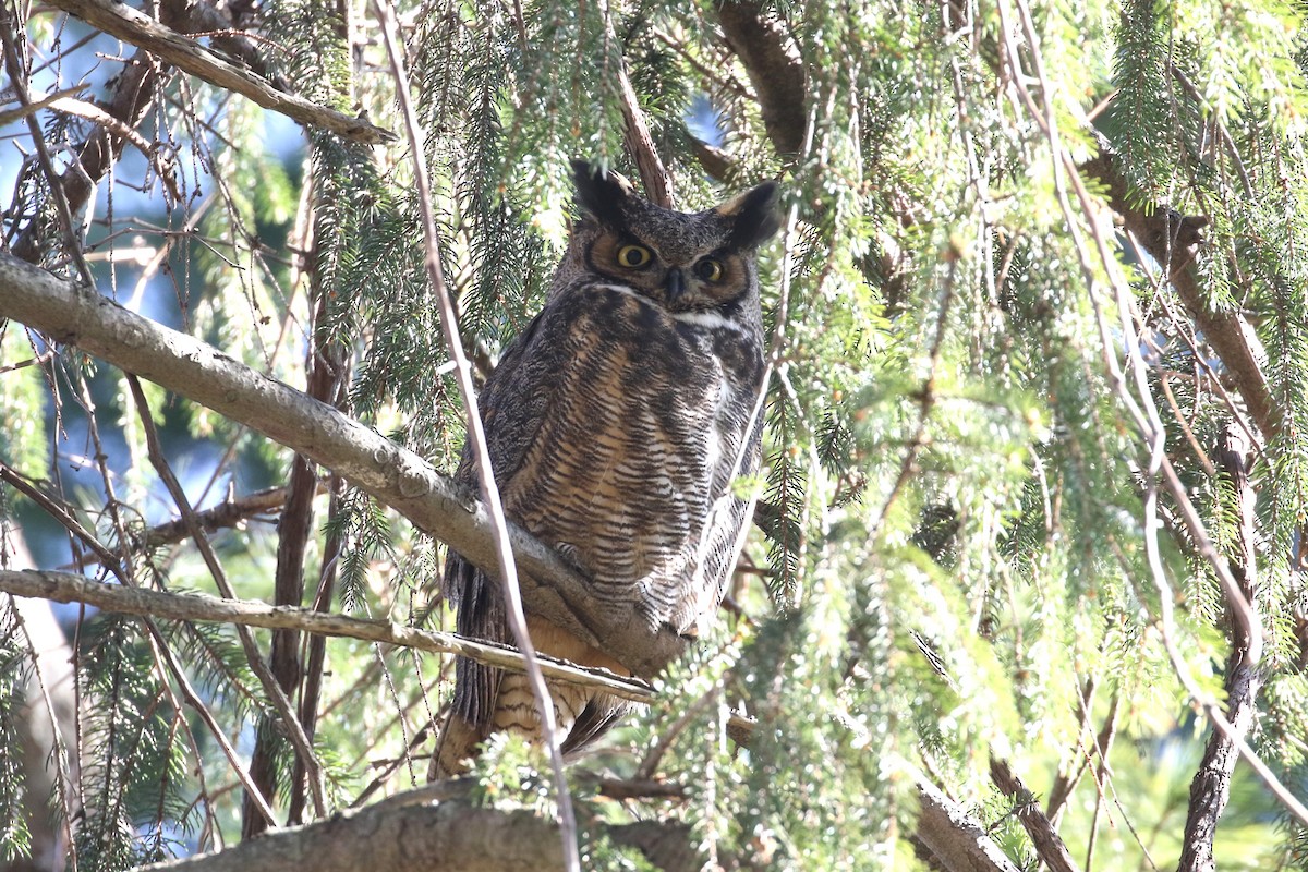 Great Horned Owl - ML614604592