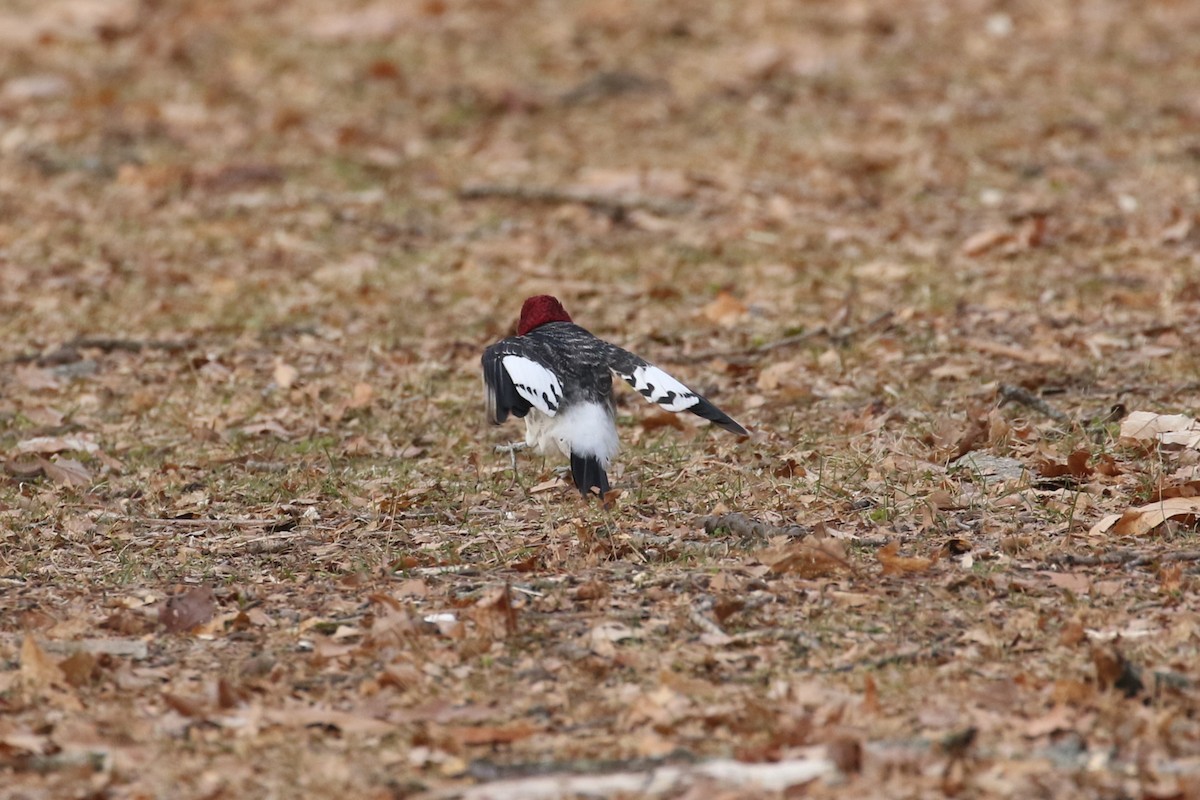 Red-headed Woodpecker - ML614604601