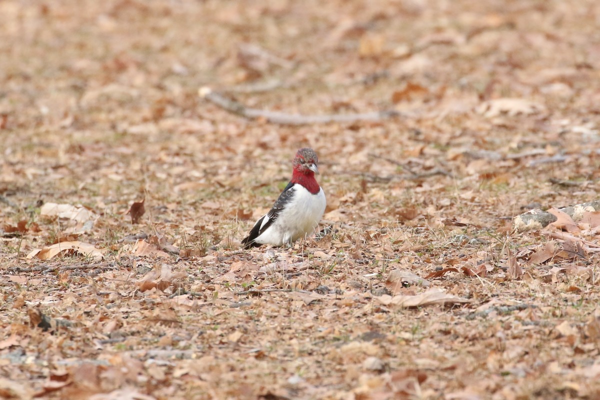 Red-headed Woodpecker - ML614604602