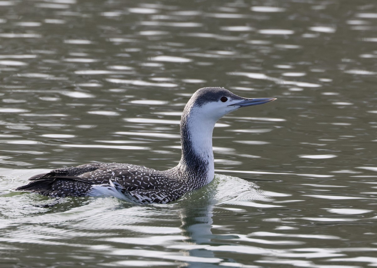 Red-throated Loon - ML614604727
