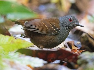 Dull-mantled Antbird - eBird