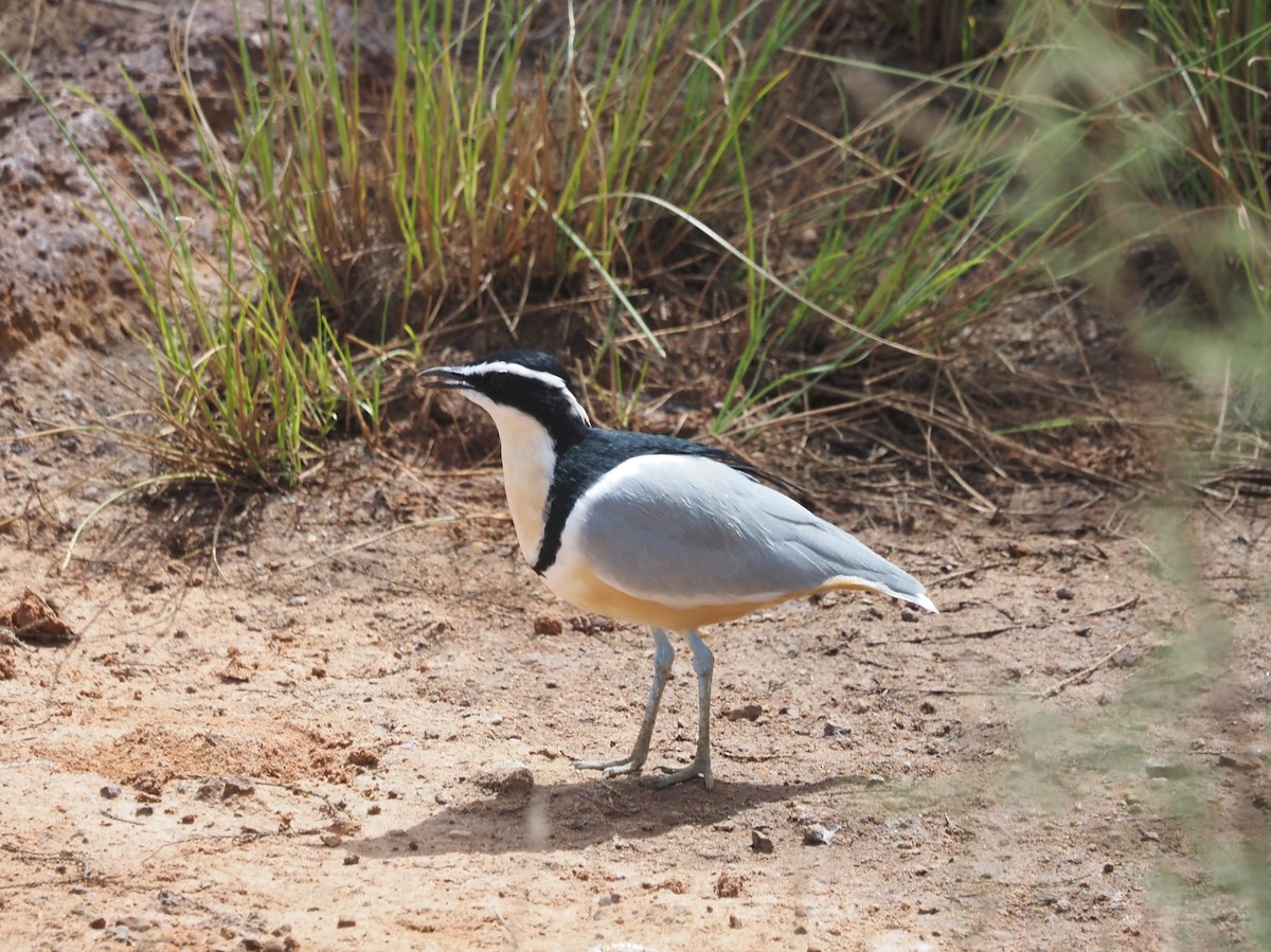 Egyptian Plover - Guillermo Parral Aguilar
