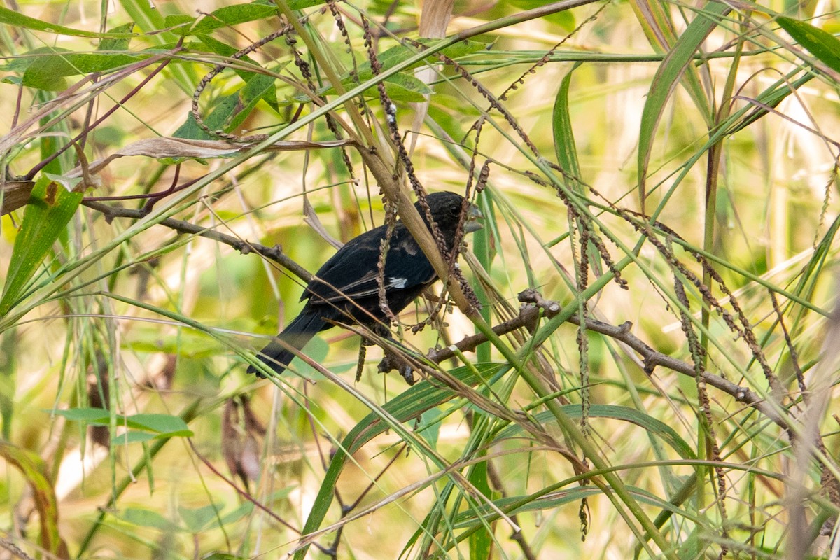 Large-billed Seed-Finch - ML614605106