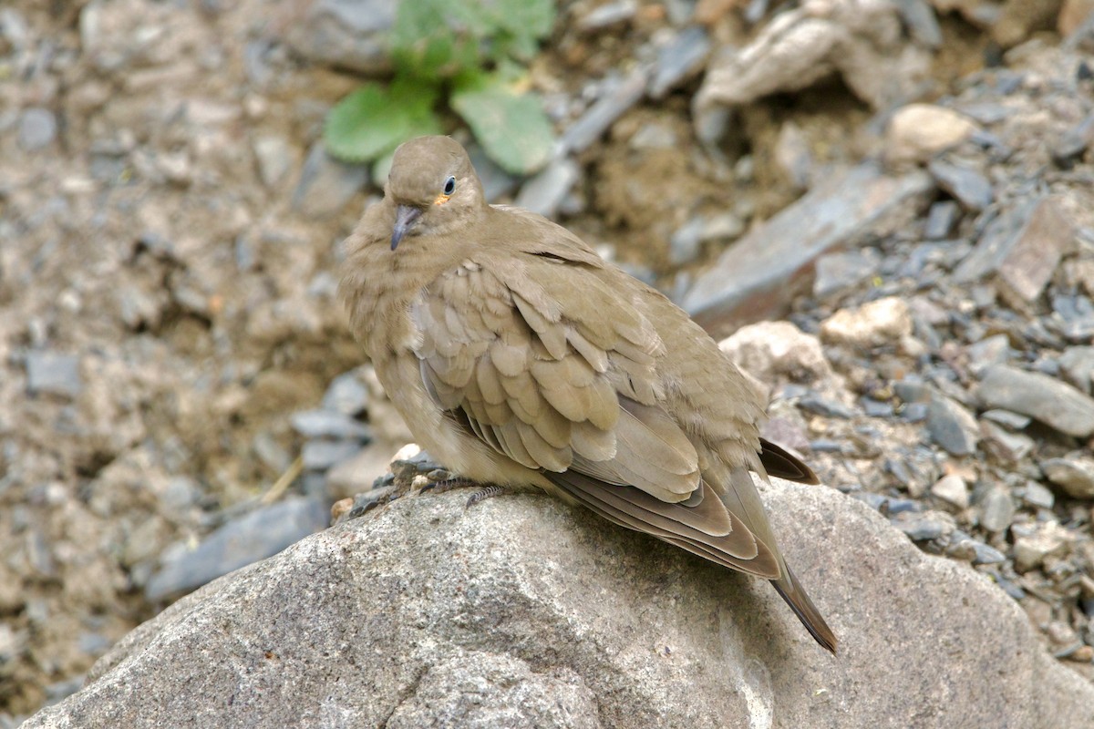 Black-winged Ground Dove - ML614605175