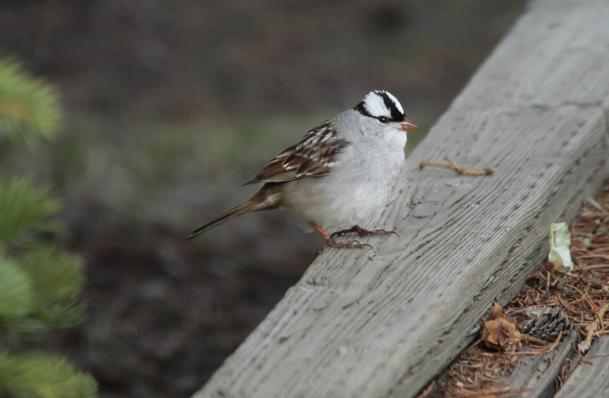 White-crowned Sparrow - ML614605177