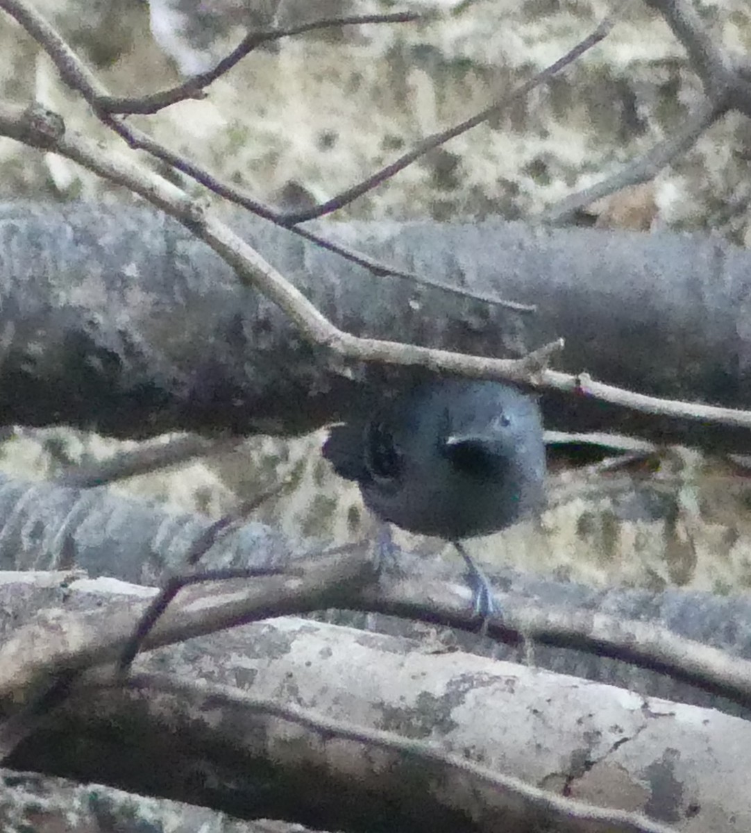 Black-chinned Antbird - ML614605205