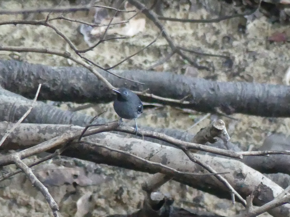 Black-chinned Antbird - Robin Duska