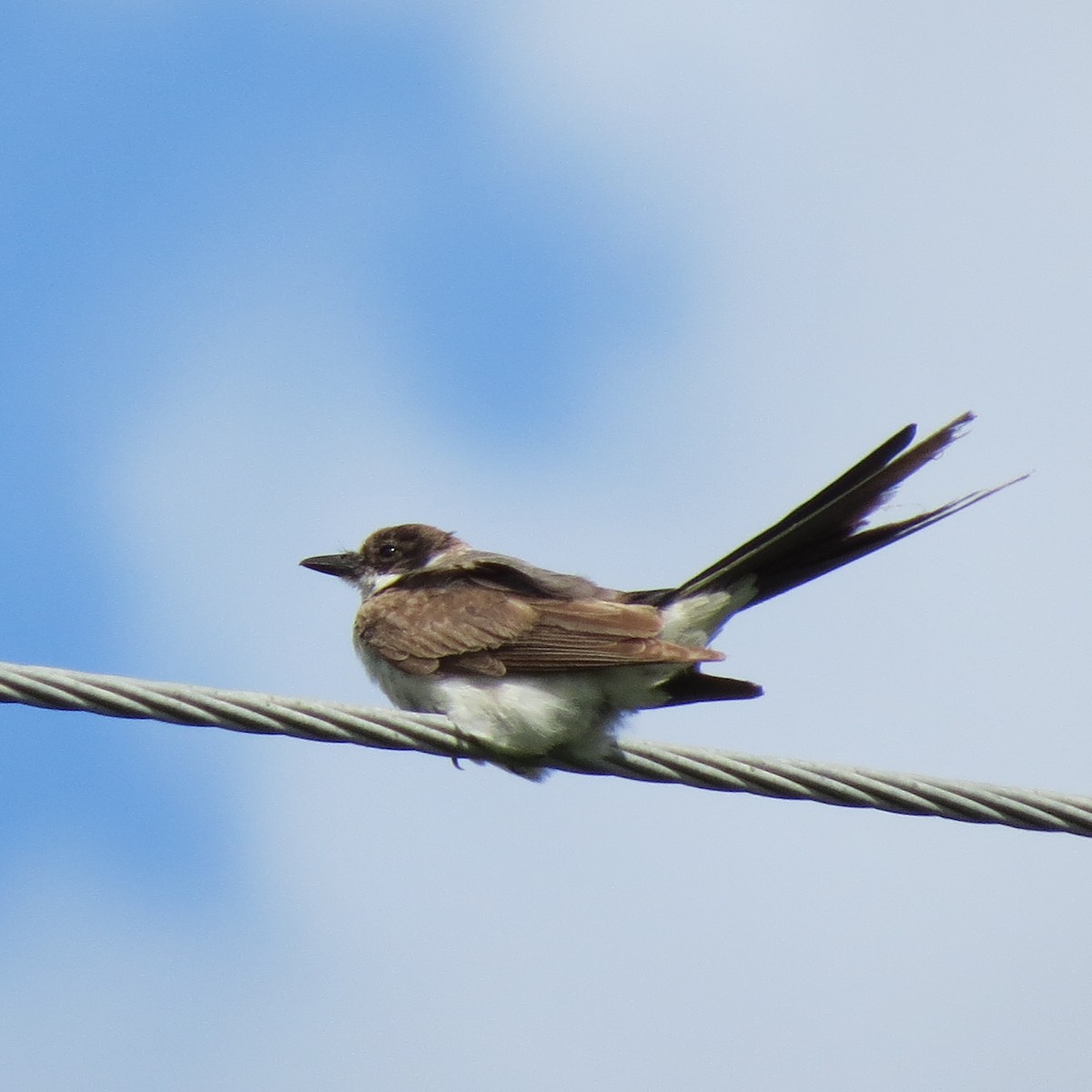 Fork-tailed Flycatcher - ML61460521