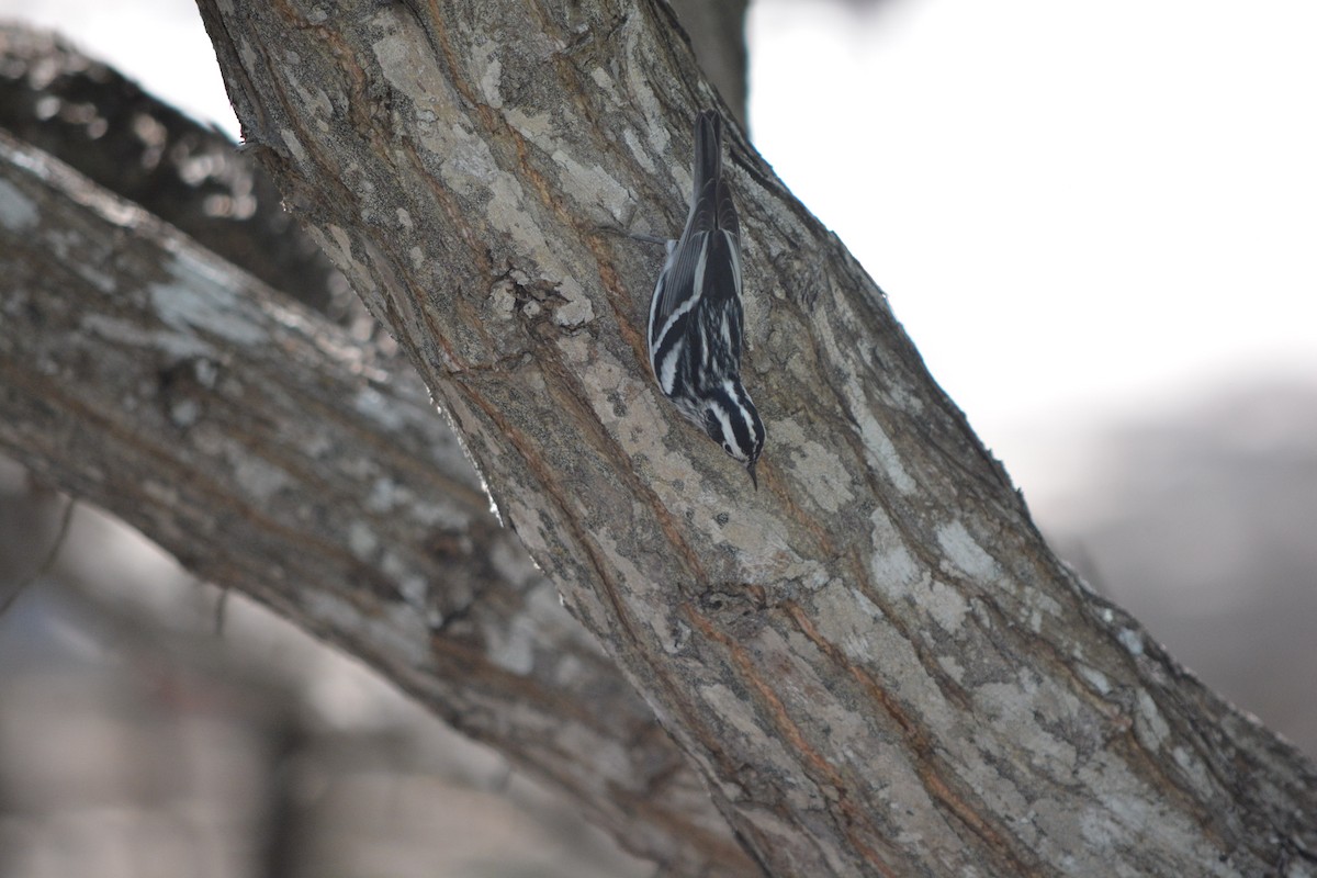 Black-and-white Warbler - ML614605223