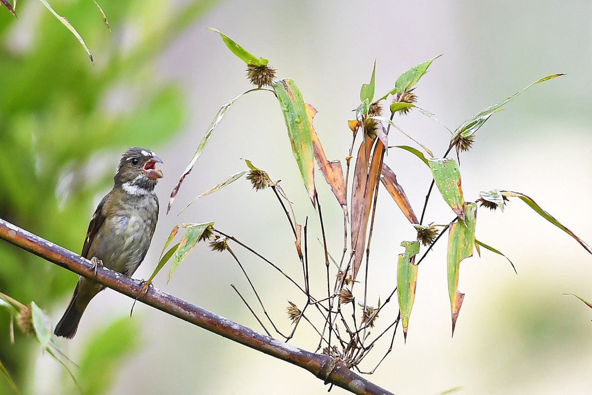 Buffy-fronted Seedeater - ML614605353