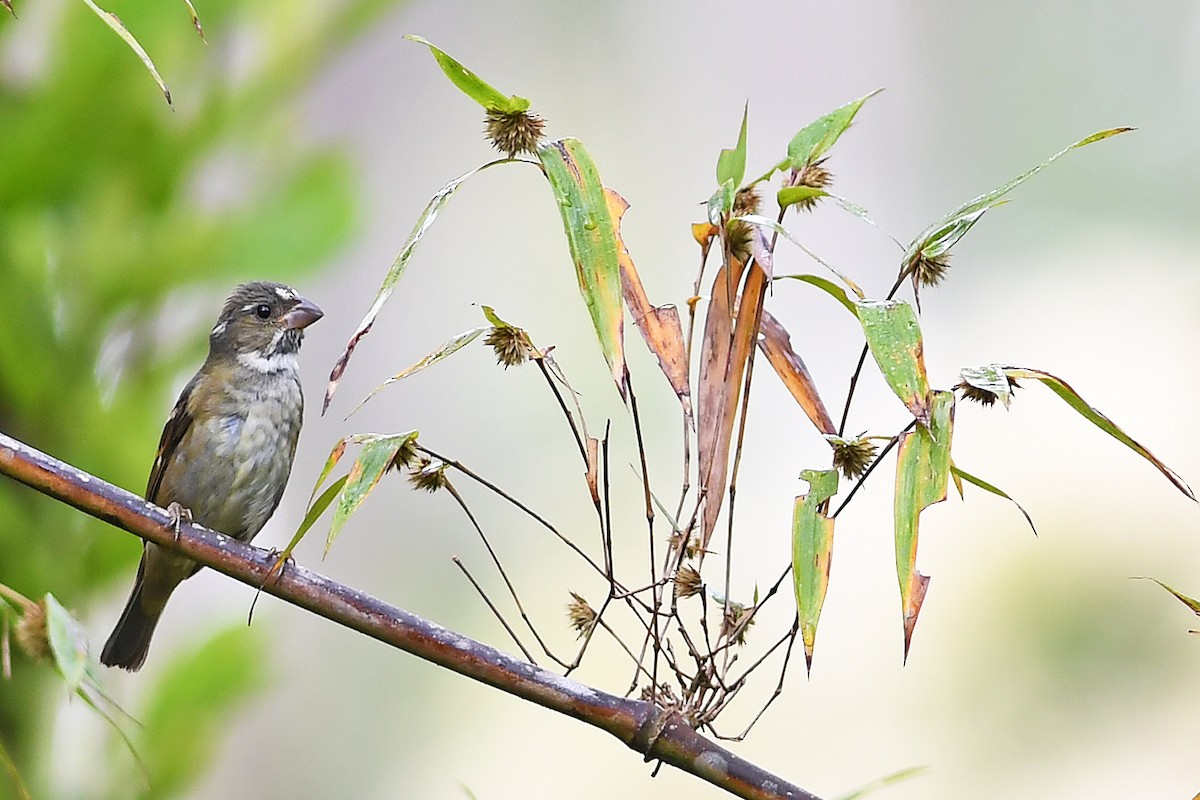 Buffy-fronted Seedeater - ML614605355