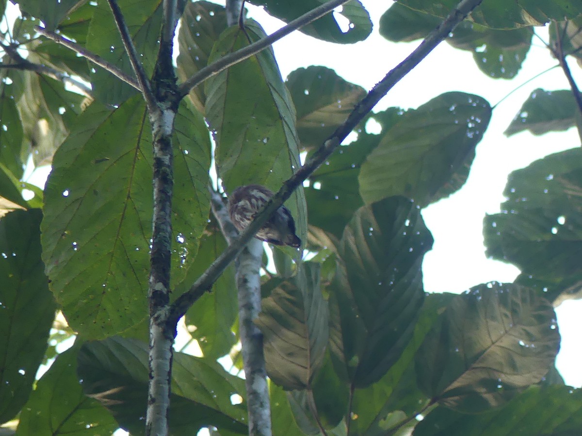 Amazonian Pygmy-Owl - ML614605467
