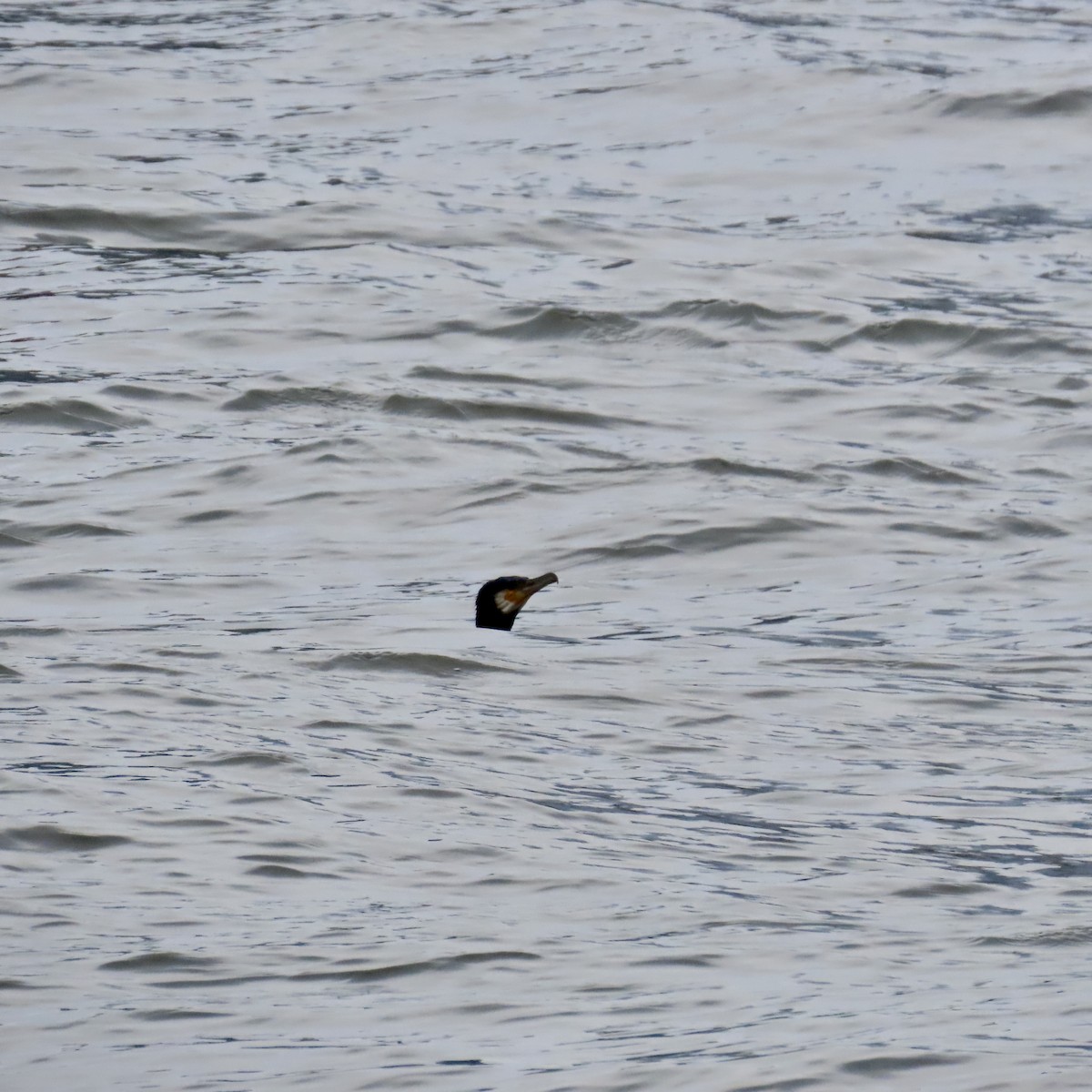 Great Cormorant (North Atlantic) - ML614605690
