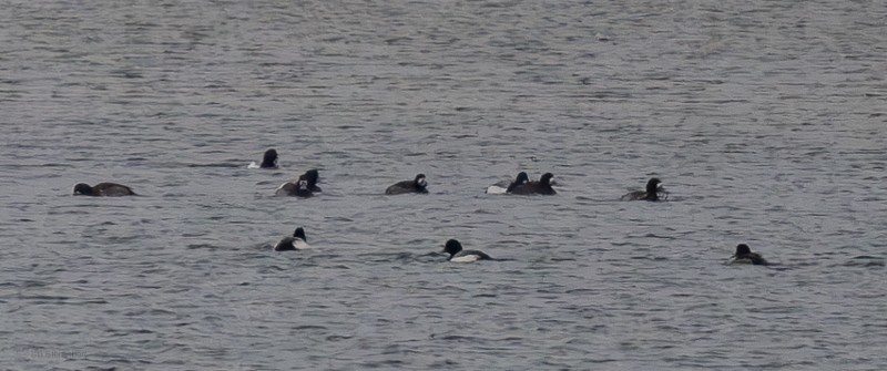 Greater Scaup - ML614606061