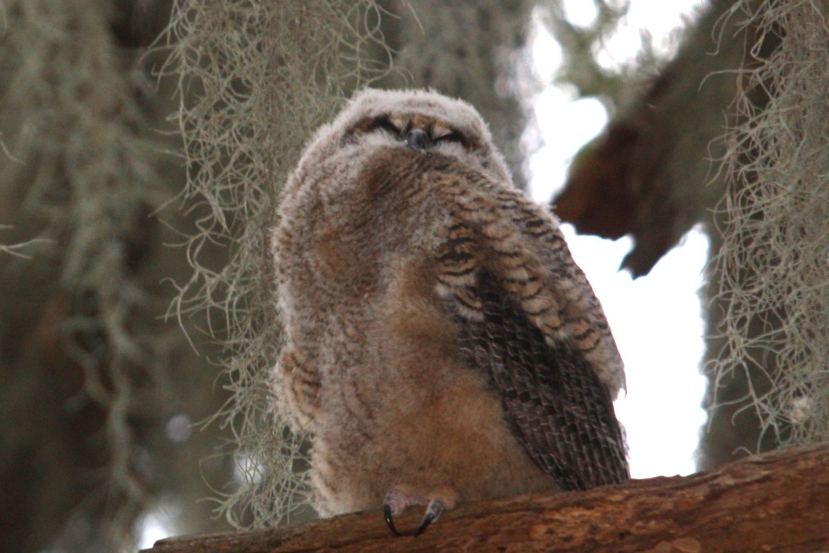 Great Horned Owl - ML614606233
