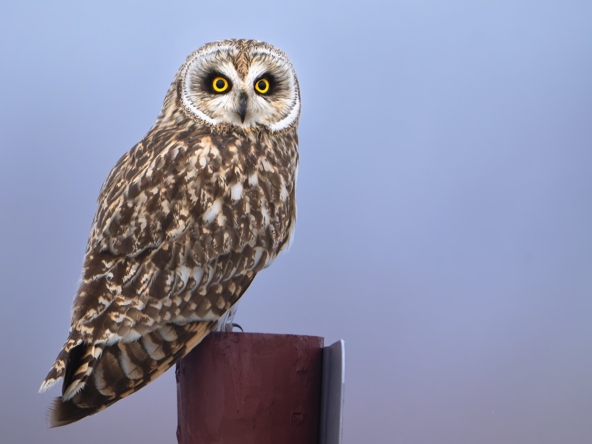 Short-eared Owl - Stephen Hurst