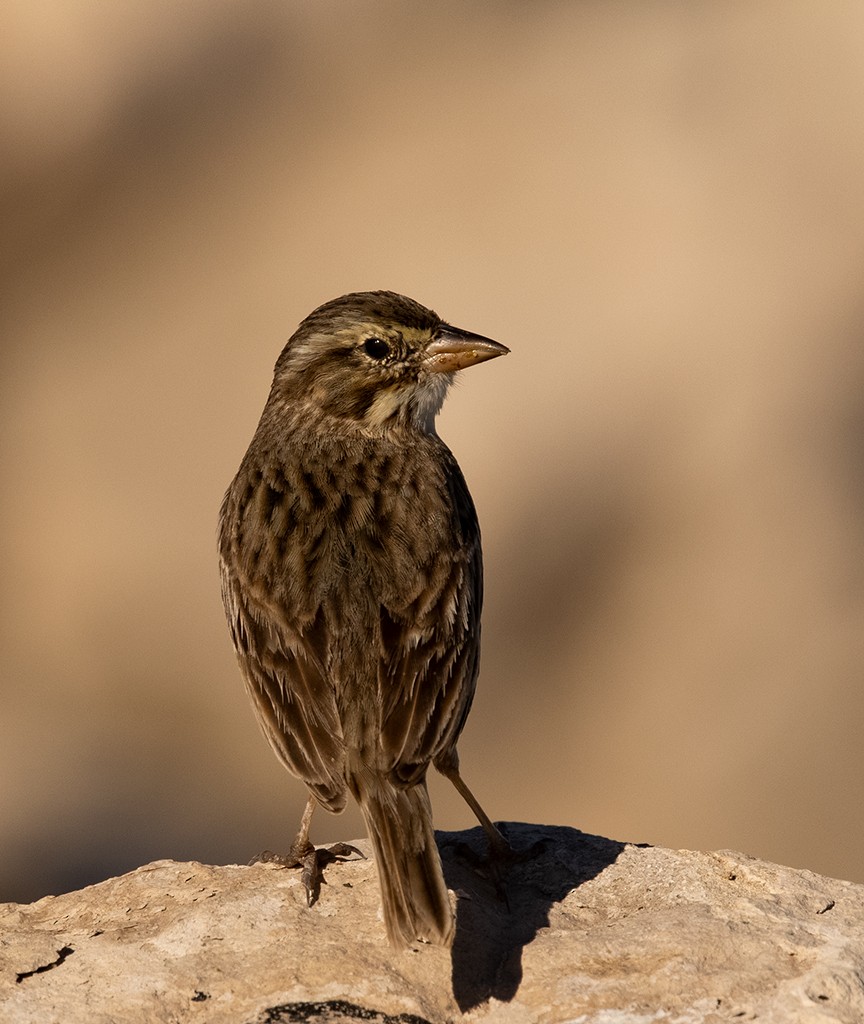 Savannah Sparrow (Large-billed) - manuel grosselet