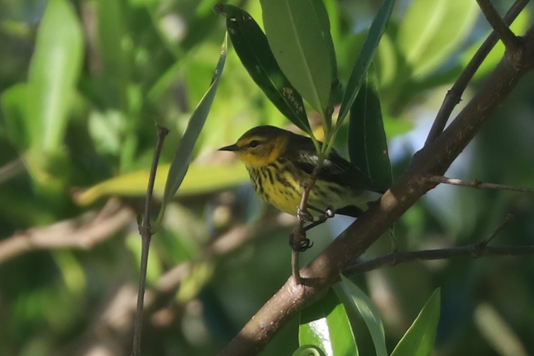 Cape May Warbler - ML614606947