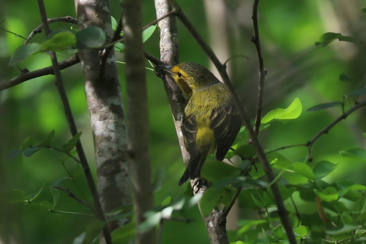 Cape May Warbler - ML614607148