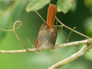  - Chestnut-capped Flycatcher