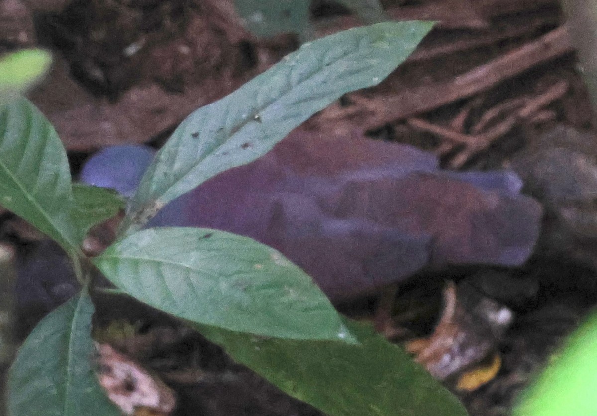 Buff-fronted Quail-Dove - ML614607500