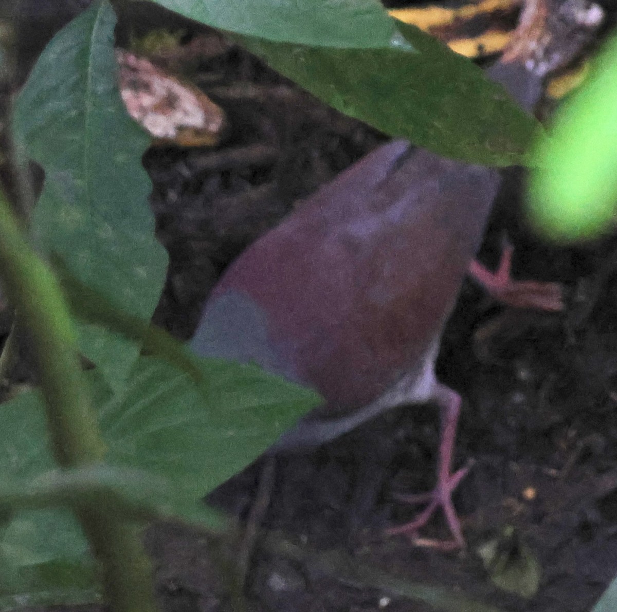Buff-fronted Quail-Dove - ML614607501