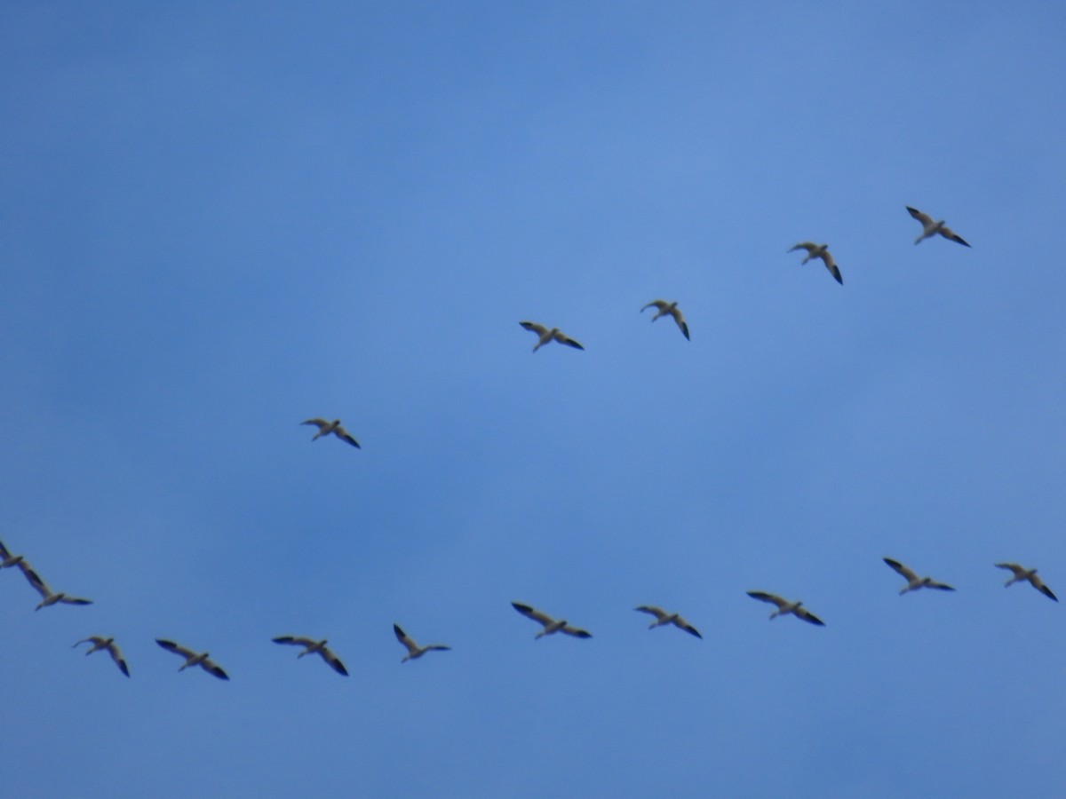 New Jersey eBird Checklist - 9 Feb 2024 - Place Road, South Auburn - 1