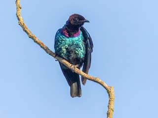  - Purple-headed Starling