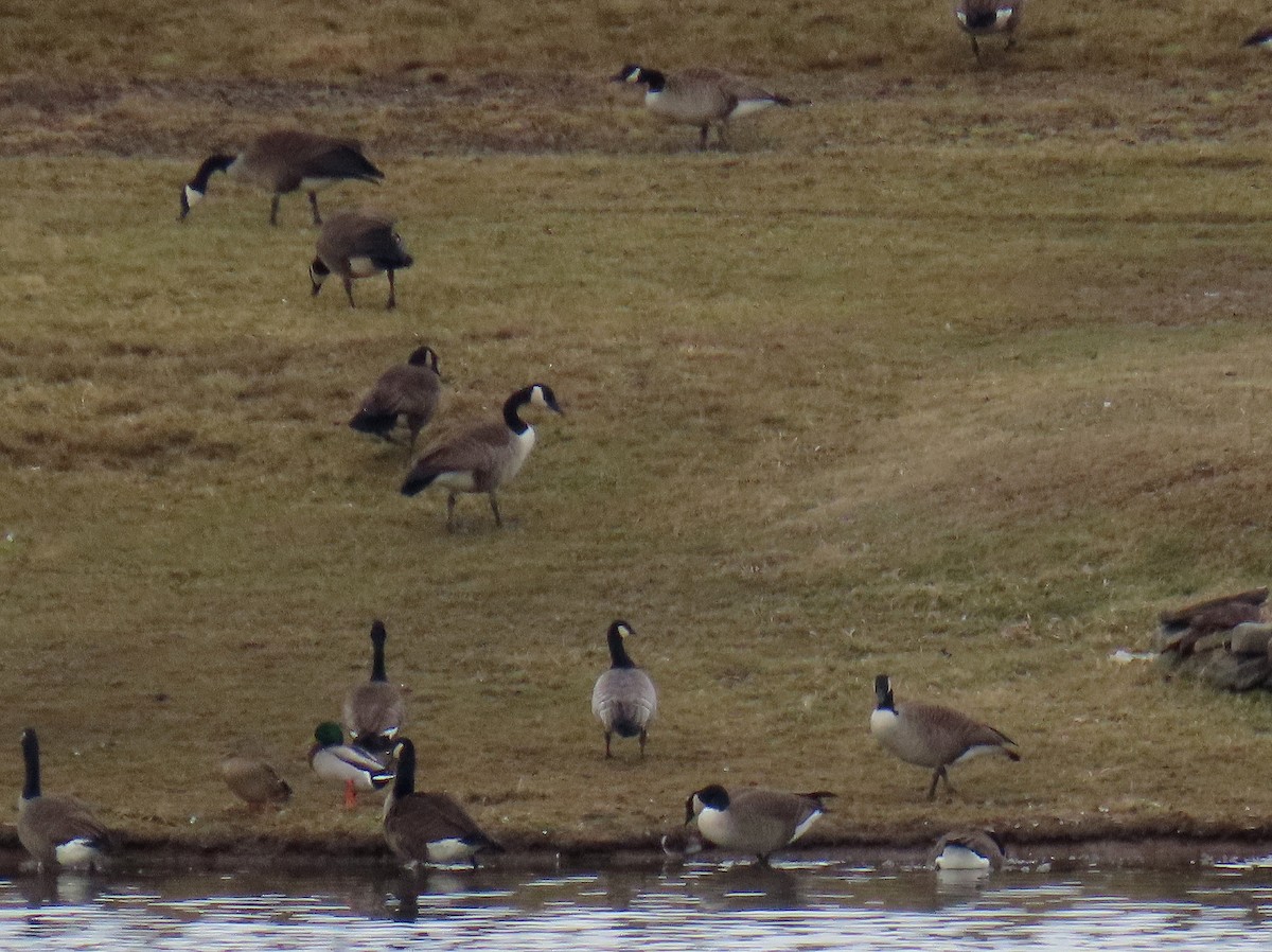 New Jersey eBird Checklist - 9 Feb 2024 - Cooley Hill Rd farm pond - 8