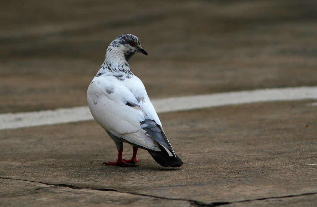 Rock Pigeon (Feral Pigeon) - ML614608106