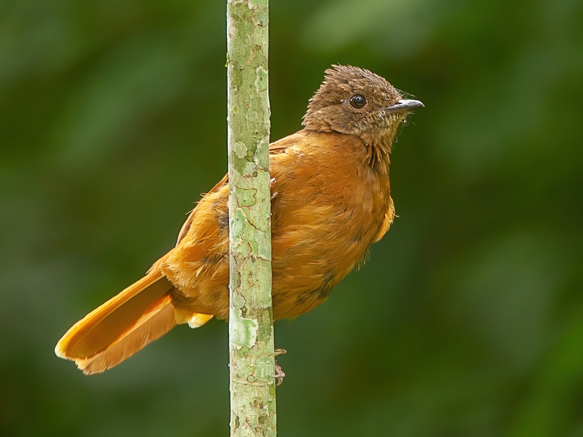 Rufous Flycatcher-Thrush - Stizorhina fraseri - Birds of the World