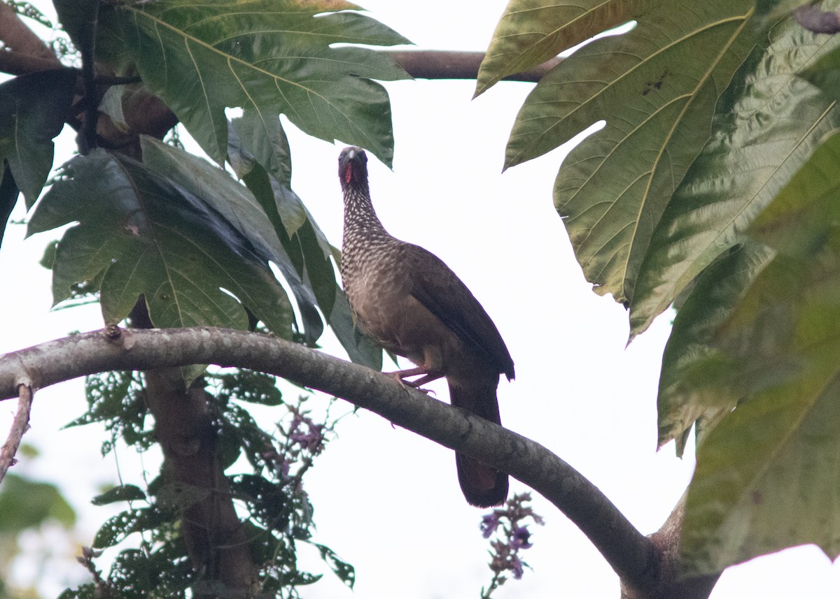 Speckled Chachalaca (Speckled) - ML614608406
