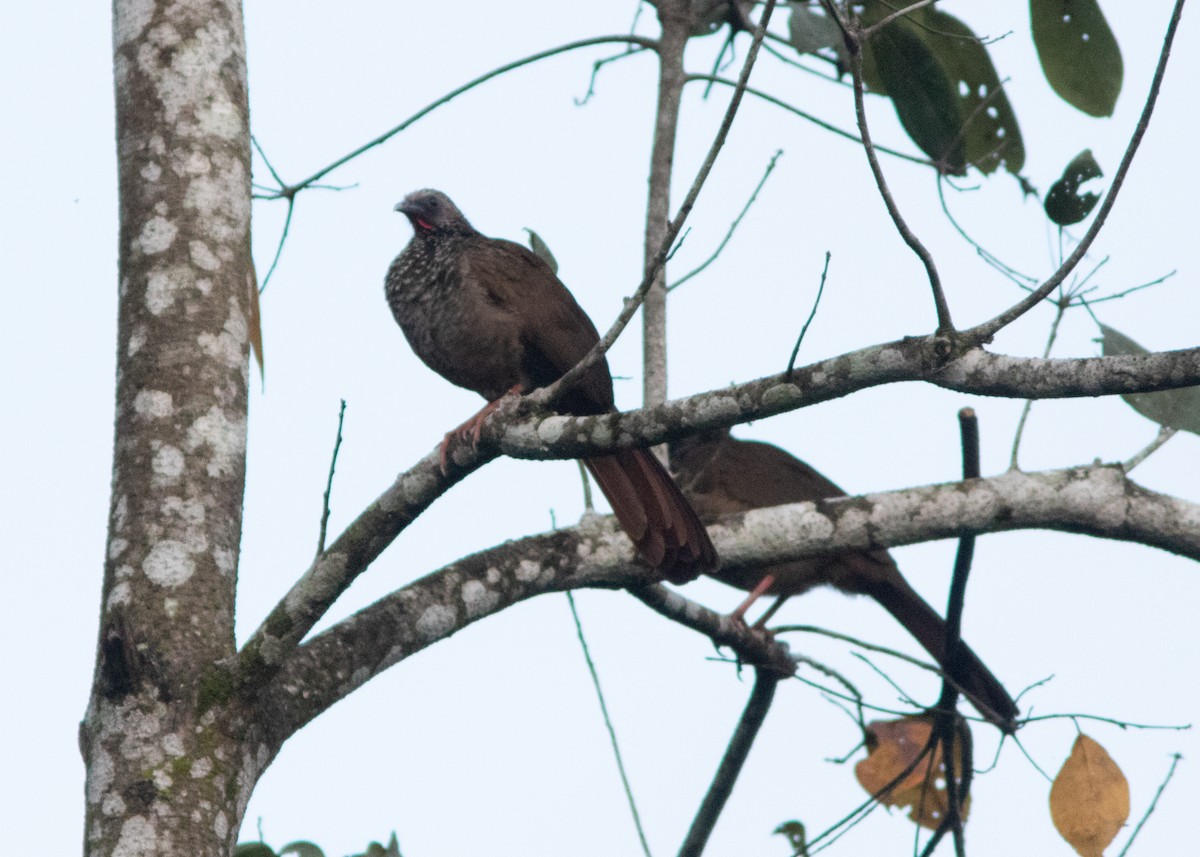 Speckled Chachalaca (Speckled) - ML614608407