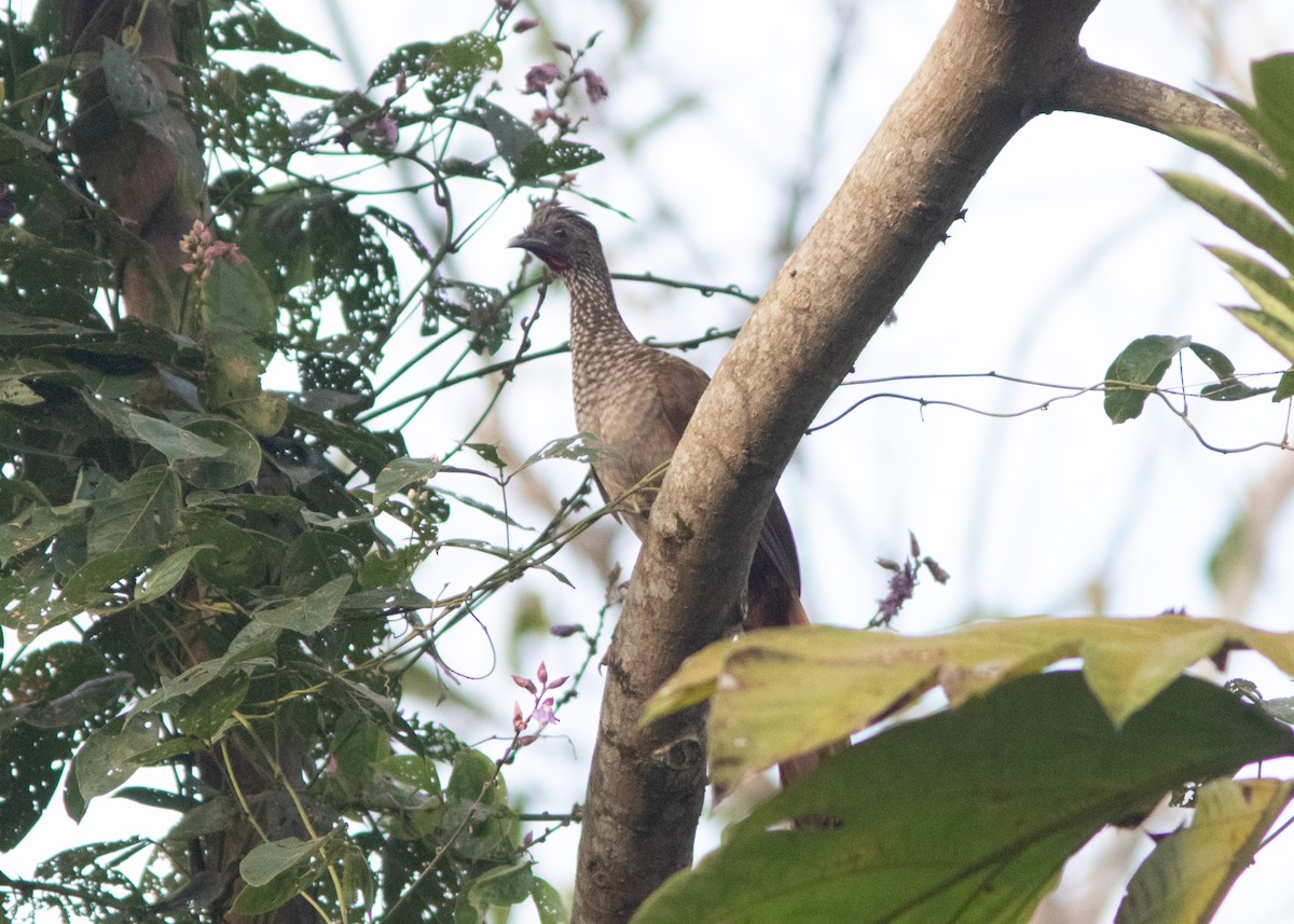 Speckled Chachalaca (Speckled) - ML614608408