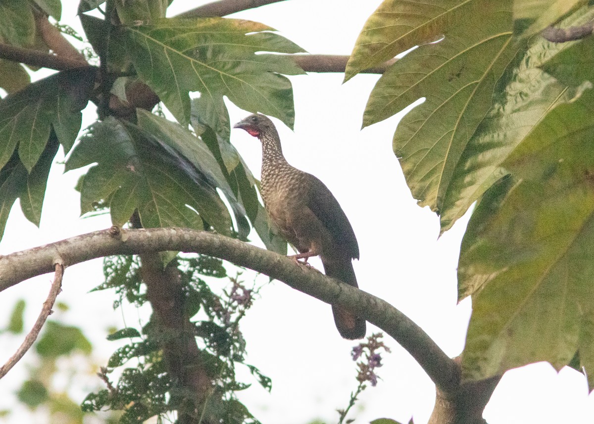 Speckled Chachalaca (Speckled) - ML614608410