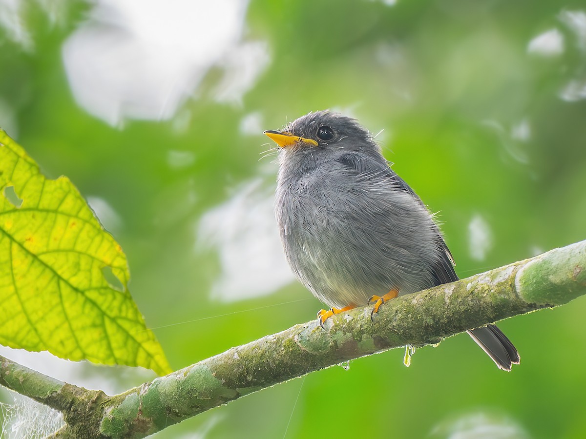 脚付きシエッポ　FLYCATCHER w.foot SIEPPO 脚付きシエッポ FLYCATCHER w.foot SIEPPO Birds by Toikka