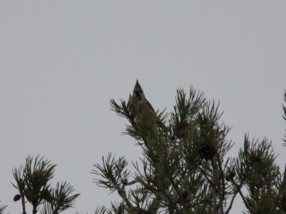 Crested Tit - ML614609121