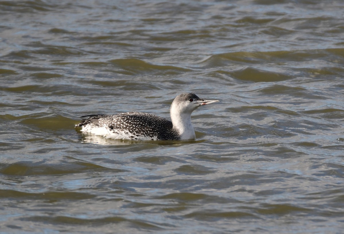 Red-throated Loon - ML614609188