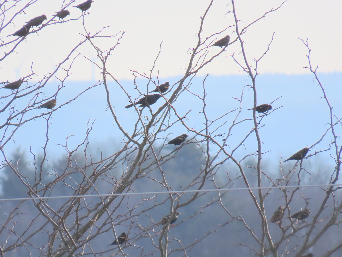 New Jersey eBird Checklist - 9 Feb 2024 - Place Road, South Auburn - 3